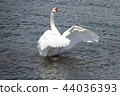 Flapping swan in Lake Yamanaka 44036393