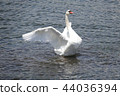 Flapping swan in Lake Yamanaka 44036394