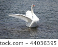 Flapping swan in Lake Yamanaka 44036395