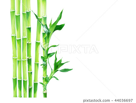 Lucky Bamboo on white background Lucky Bamboo on white background 44036697
