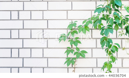 Green leaves on a white brick wall 44036704
