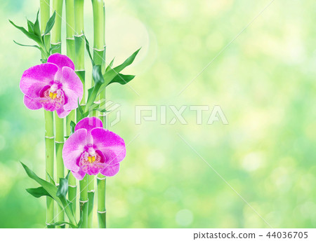 Bamboo and orchid flowers on green background Bamboo and orchid flowers on green background 44036705
