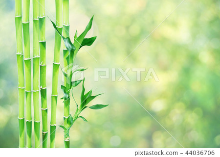Lucky Bamboo on natural background Lucky Bamboo on natural background 44036706