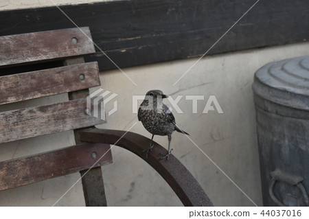 Little bird aiming for bread crumbs 44037016