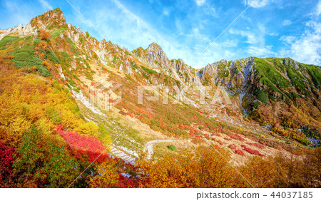 Senjojiki卡爾（十月秋葉） 44037185