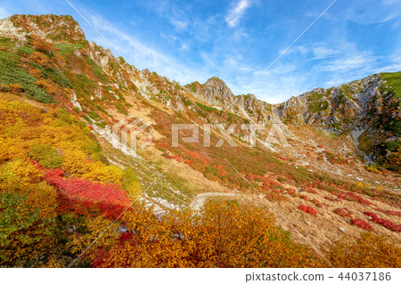 Senjojiki卡爾（十月秋葉） 44037186