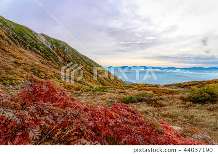 Senjojiki Karl (October autumn leaves) 44037190