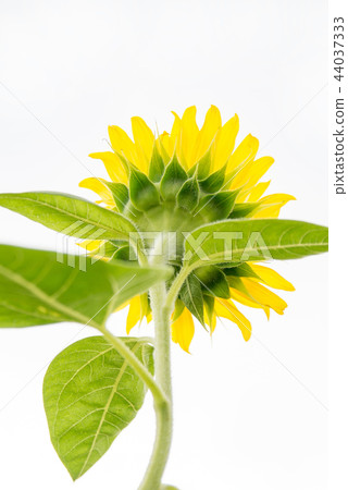 Sunflower white back Sunflower white back 44037333