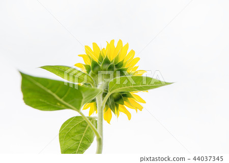 向日葵白背 向日葵白背 44037345
