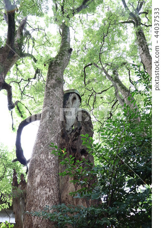 Kanzaki Shrine (Nanja Monja Tree) Kanzaki Shrine (Nanja Monja Tree) 44037533