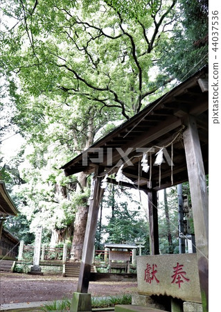 Kanzaki Shrine (Hand Water and Namja Monja Tree) Kanzaki Shrine (Hand Water and Namja Monja Tree) 44037536