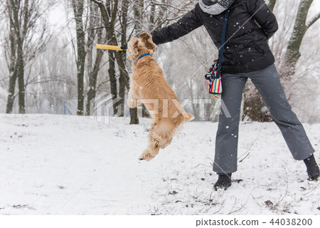 Brave cocker spaniel jump to catch stick Brave cocker spaniel jump to catch stick 44038200
