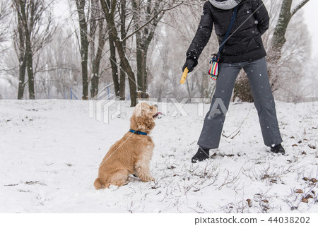 Cocker spaniel training with stick at winter outdoors 44038202