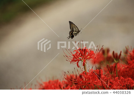 Higanki花和蝴蝶 44038326