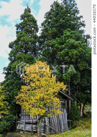 Yellow leaves of grove 44038379