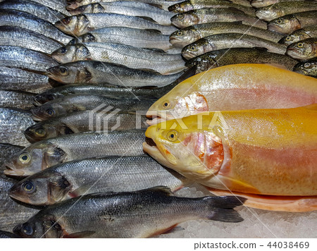 Freshly caught fish 44038469