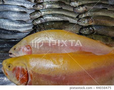 Freshly caught fish Freshly caught fish 44038475