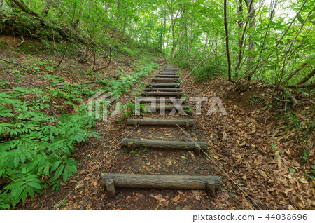 [Aomori Prefecture Shirakami Mountains] World heritage Shirakami Mountains beech forest is a clear green world 44038696