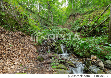 [Aomori Prefecture Shirakami Mountains] World heritage Shirakami Mountains beech forest is a clear green world with abundant water 44038697