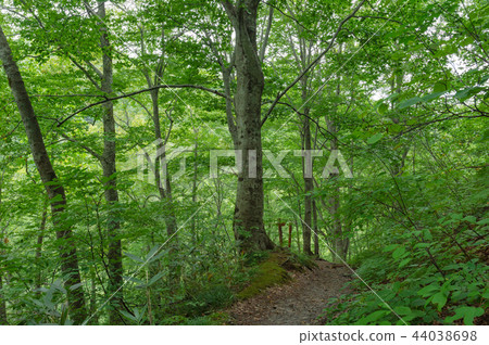 [Aomori Prefecture Shirakami Mountains] World heritage Shirakami Mountains beech forest is a clear green world 44038698