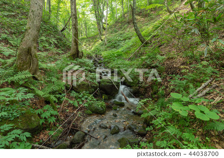[Aomori Prefecture Shirakami Mountains] World heritage Shirakami Mountains beech forest is a clear green world with abundant water 44038700