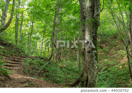 [Aomori Prefecture Shirakami Mountains] World heritage Shirakami Mountains beech forest is a clear green world 44038702