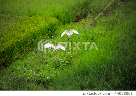 Shirasagi 30 Shirasagi 30 44038861