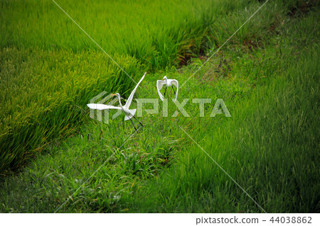 白鷺31 白鷺31 44038862