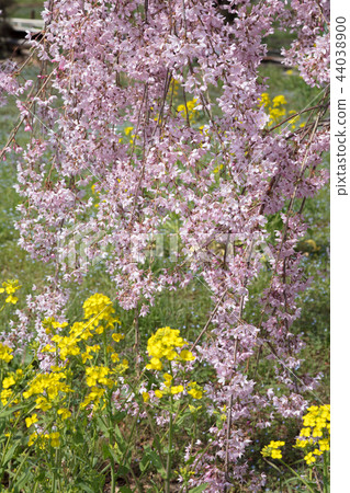 Weeping cherry blossoms and rape blossoms 44038900