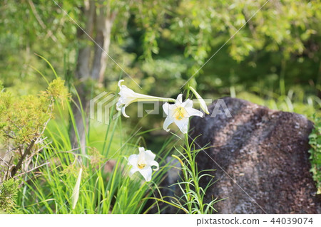 Shirayuri no Hana Shirayuri no Hana 44039074