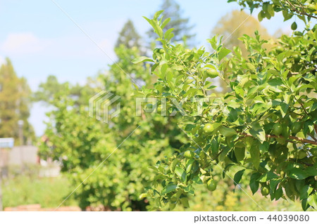 Fruit of lemon Fruit of lemon 44039080