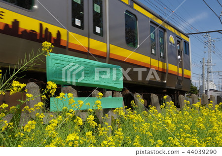 Rape blossoms and the Nambu line (Sugawara Hori flower bed) Rape blossoms and the Nambu line (Sugawara Hori flower bed) 44039290
