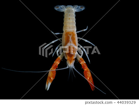 crayfish Procambarus clarkii crayfish Procambarus clarkii 44039329