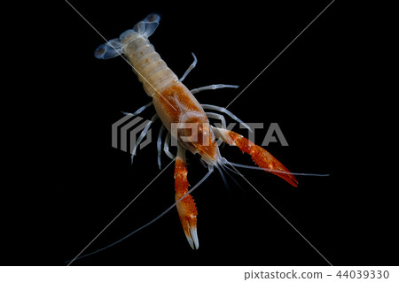 crayfish Procambarus clarkii  44039330