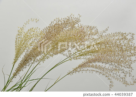 Cut flower Cut flower 44039387