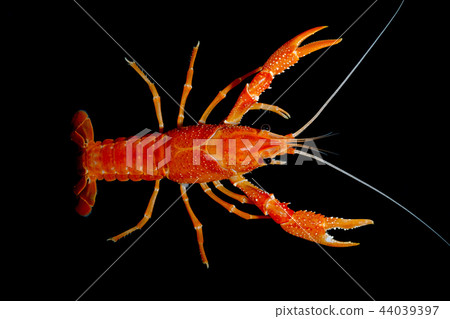 crayfish Procambarus clarkii  44039397