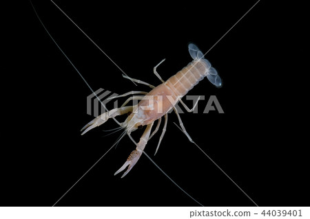 crayfish Procambarus clarkii  44039401