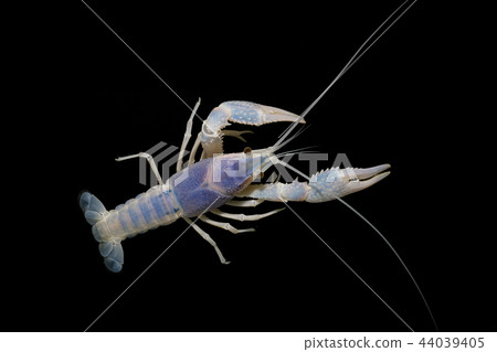 crayfish Procambarus clarkii crayfish Procambarus clarkii 44039405