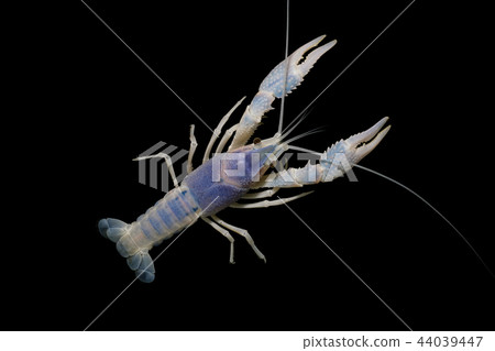 crayfish Procambarus clarkii  44039447