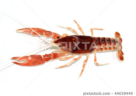 crayfish Procambarus clarkii  44039449