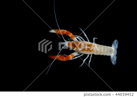 crayfish Procambarus clarkii  44039452