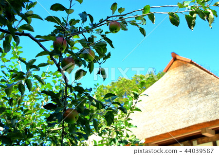 Landscape of Hokkaido, Sapporo, apple plantation Landscape of Hokkaido, Sapporo, apple plantation 44039587
