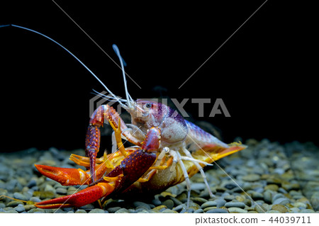 crayfish Breeding in the aquarium 44039711