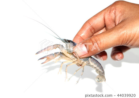 Crayfish in the aquarium Crayfish in the aquarium 44039920