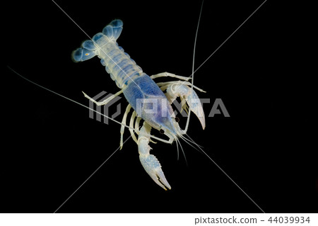 Crayfish in the aquarium 44039934