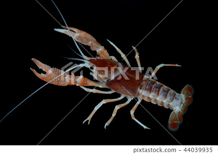 Crayfish in the aquarium 44039935