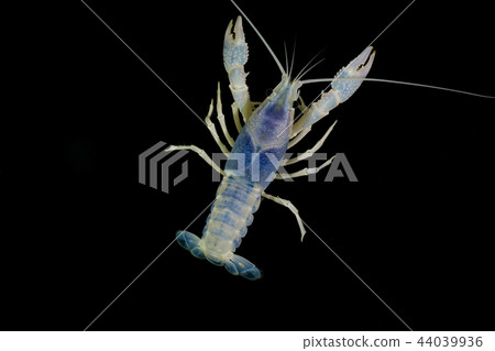 Crayfish in the aquarium Crayfish in the aquarium 44039936