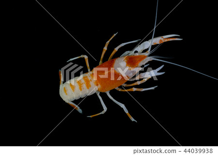 Crayfish in the aquarium Crayfish in the aquarium 44039938