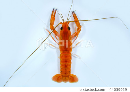 Crayfish in the aquarium Crayfish in the aquarium 44039939
