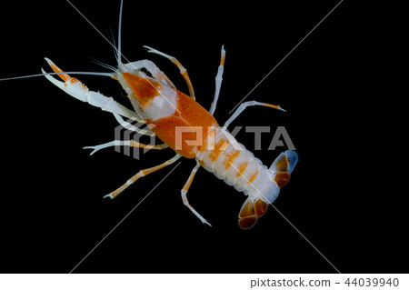 Crayfish in the aquarium Crayfish in the aquarium 44039940